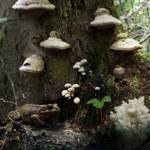 Andrew Oda | SOTTO | Mappa